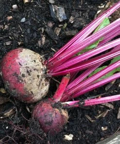 Roots Plants 10 Organic 'Detroit' Beetroot Plants