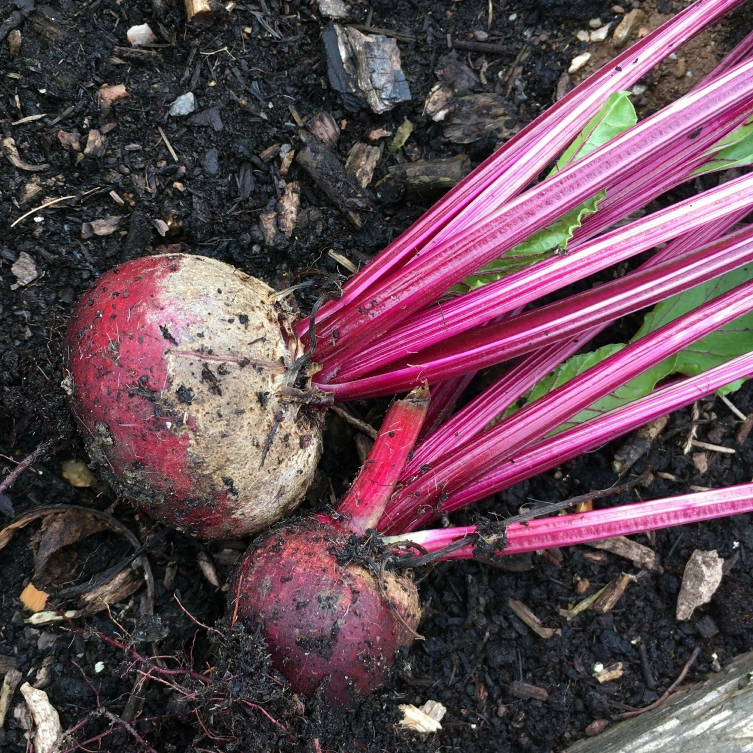Roots Plants 10 Organic 'Detroit' Beetroot Plants 3 Roots Plants 10 Organic 'Detroit' Beetroot Plants