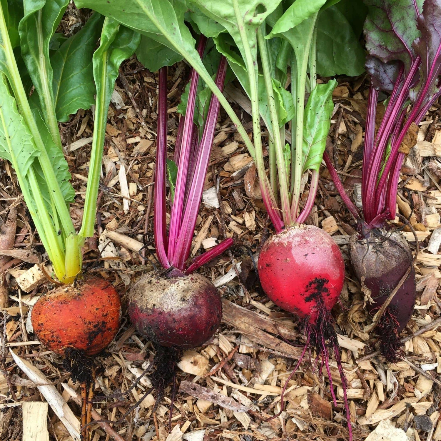 Roots Plants 30 Mixed Organic Beetroot Plants 5 Roots Plants 30 Mixed Organic Beetroot Plants