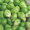 Roots Plants Brassicas & Leafy Greens 10 Organic 'Evesham Special' Brussels Sprouts Plants