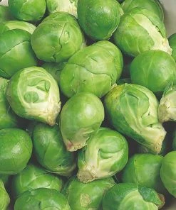 Roots Plants Brassicas & Leafy Greens 10 Organic 'Evesham Special' Brussels Sprouts Plants