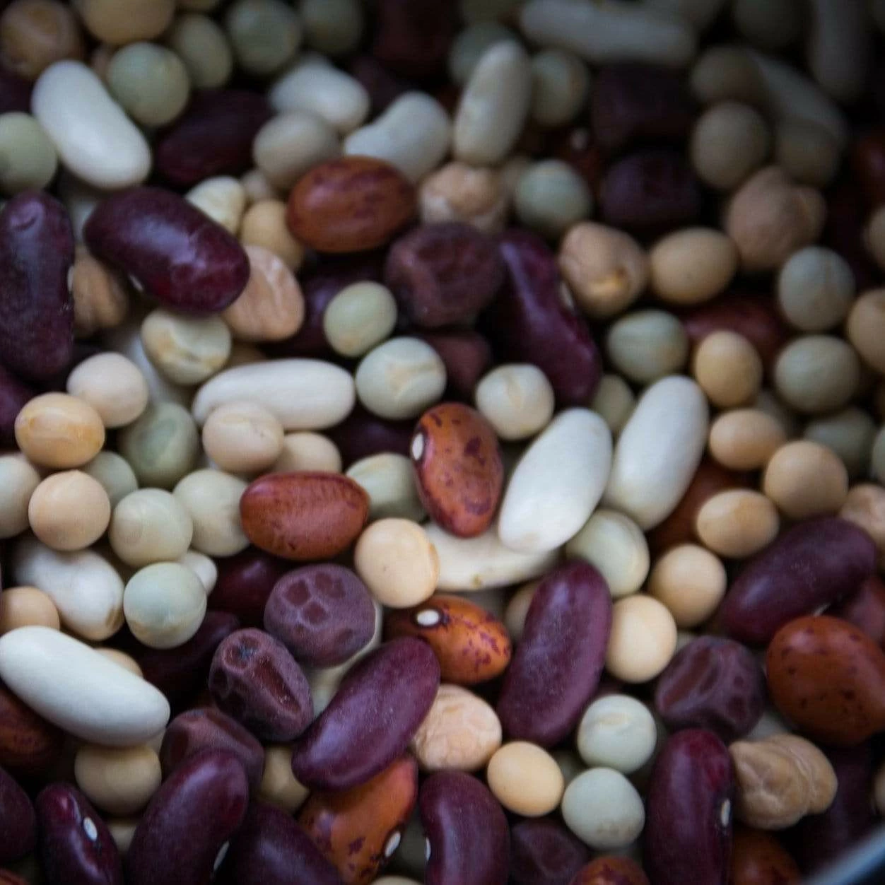 Roots Plants All Vegetable Plants Organic Gourmet Beans & Peas Collection 60 Plants 3 Roots Plants All Vegetable Plants Organic Gourmet Beans & Peas Collection 60 Plants