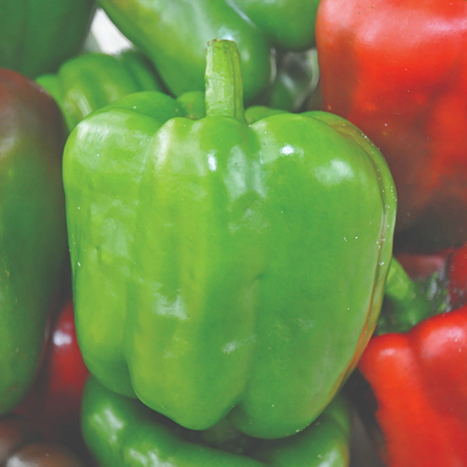 Roots Plants 3 Organic 'Californian Wonder' Sweet Pepper Plants 3 Roots Plants 3 Organic 'Californian Wonder' Sweet Pepper Plants