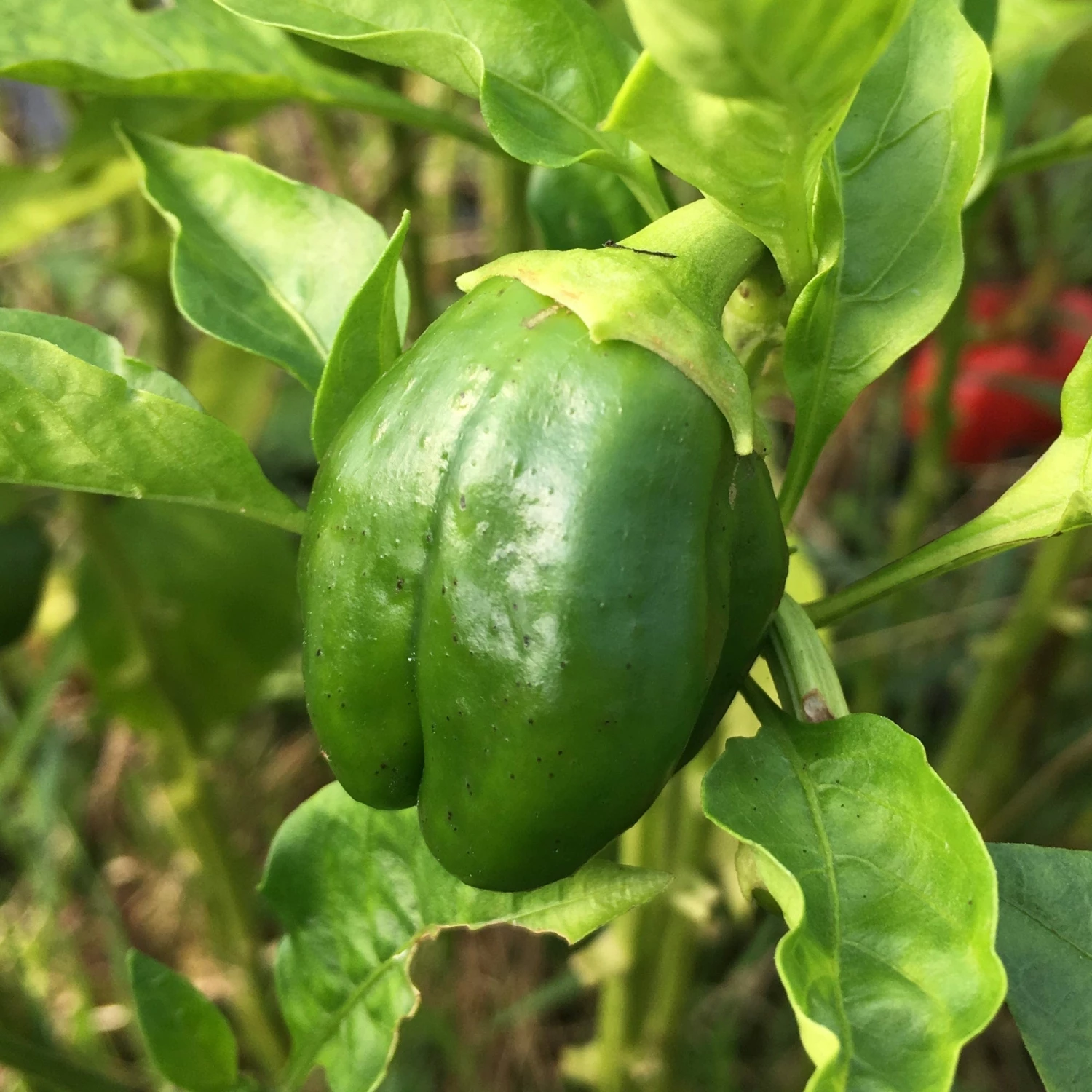 Roots Plants 63 Organic Stir Fry Vegetable Plants All Vegetable Plants 10 Roots Plants 63 Organic Stir Fry Vegetable Plants All Vegetable Plants