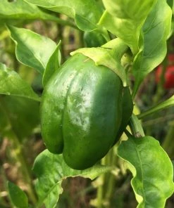 Roots Plants 41 Vegetables Plants For Pots | Tomatoes, Peppers & More 12 Roots Plants 41 Vegetables Plants For Pots | Tomatoes, Peppers & More