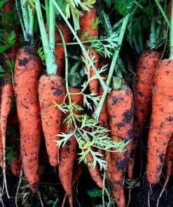 Roots Plants 10 Organic 'Early Nantes' Carrots Plants Root Vegetables 13 Roots Plants 10 Organic 'Early Nantes' Carrots Plants Root Vegetables