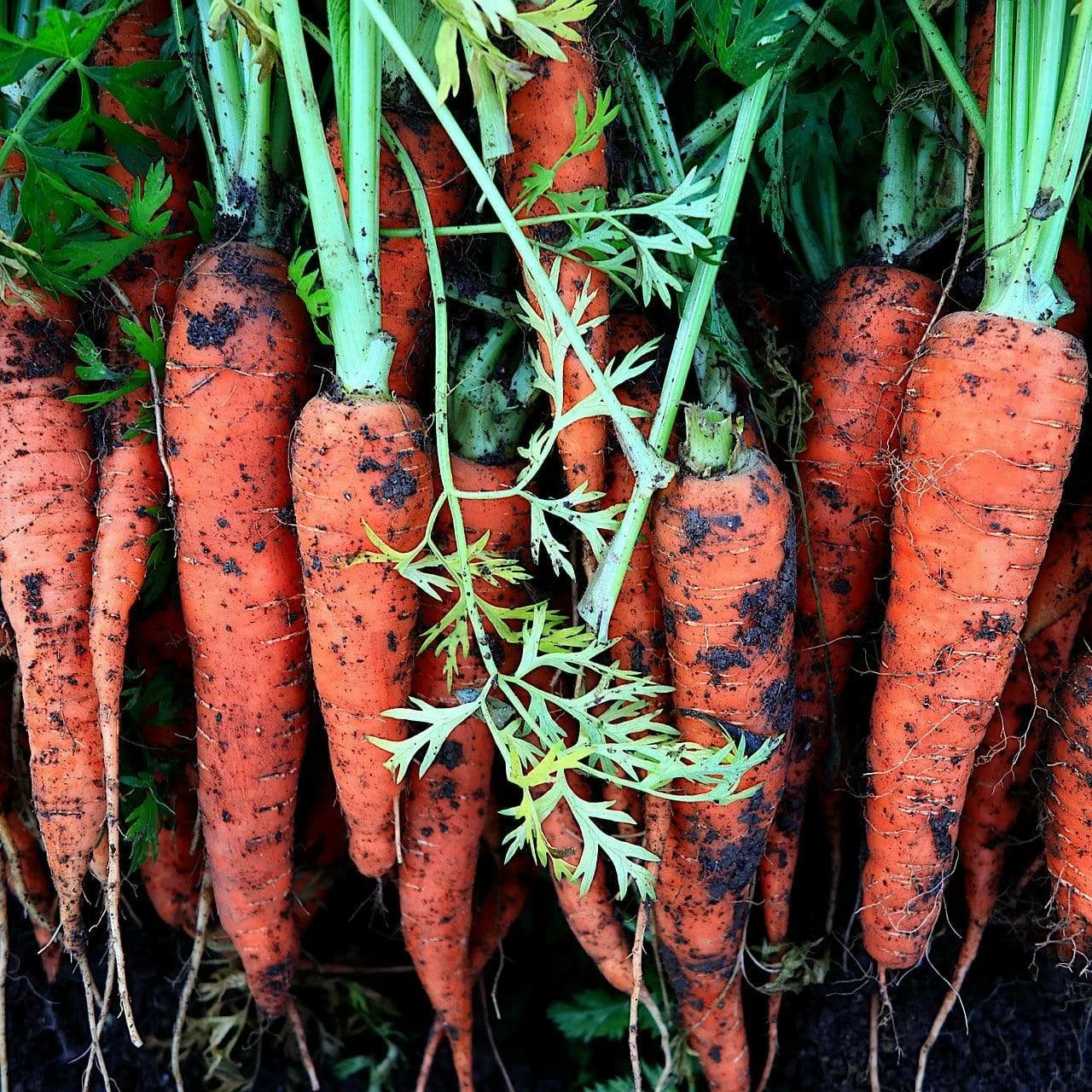 Roots Plants 10 Organic 'Early Nantes' Carrots Plants Root Vegetables 8 Roots Plants 10 Organic 'Early Nantes' Carrots Plants Root Vegetables