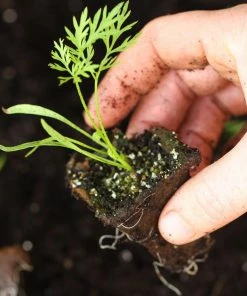 Roots Plants 58 Colourful Vegetable Plants | Eat The Rainbow All Vegetable Plants 18 Roots Plants 58 Colourful Vegetable Plants | Eat The Rainbow All Vegetable Plants