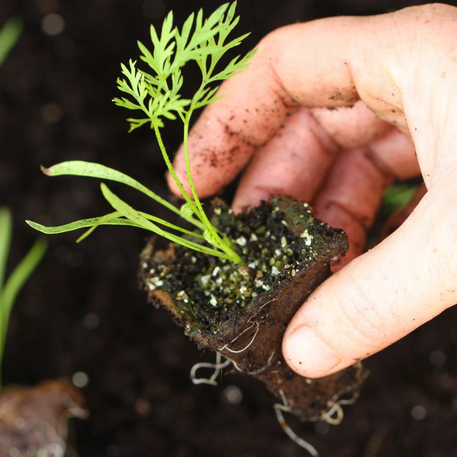 Roots Plants 58 Colourful Vegetable Plants | Eat The Rainbow All Vegetable Plants 6 Roots Plants 58 Colourful Vegetable Plants | Eat The Rainbow All Vegetable Plants
