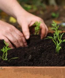 Roots Plants 10 Organic 'Early Nantes' Carrots Plants Root Vegetables 11 Roots Plants 10 Organic 'Early Nantes' Carrots Plants Root Vegetables