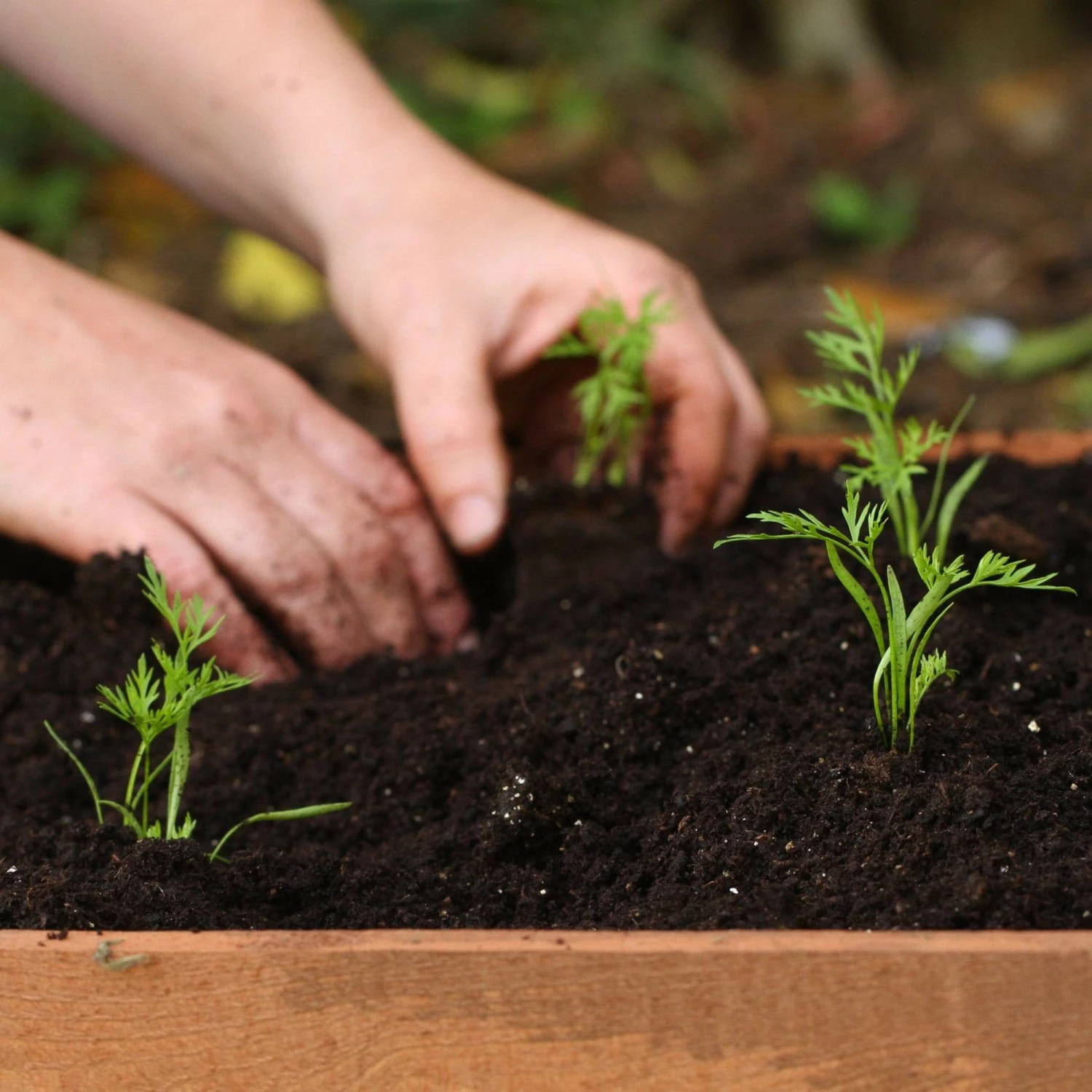 Roots Plants 10 Organic 'Early Nantes' Carrots Plants Root Vegetables 6 Roots Plants 10 Organic 'Early Nantes' Carrots Plants Root Vegetables