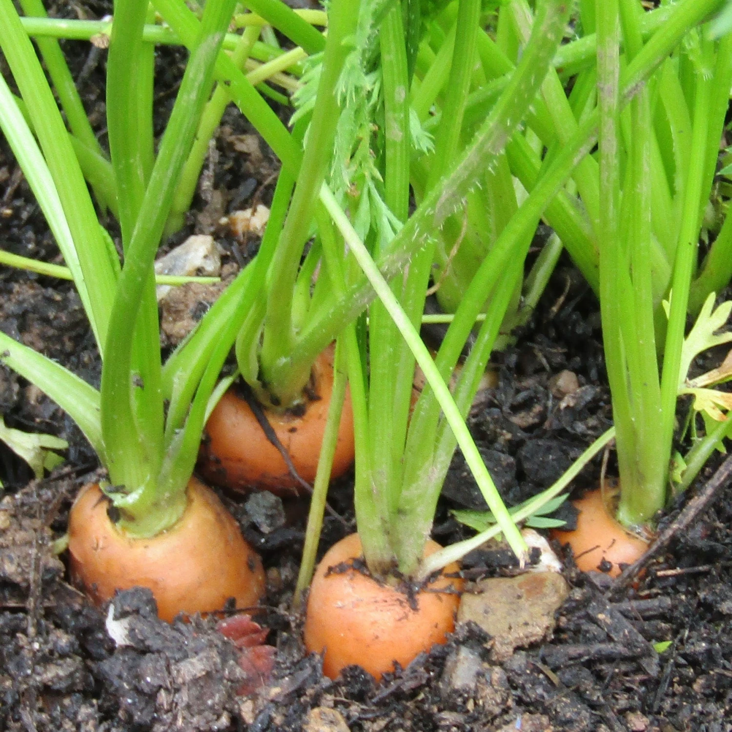 Roots Plants 58 Colourful Vegetable Plants | Eat The Rainbow All Vegetable Plants 5 Roots Plants 58 Colourful Vegetable Plants | Eat The Rainbow All Vegetable Plants