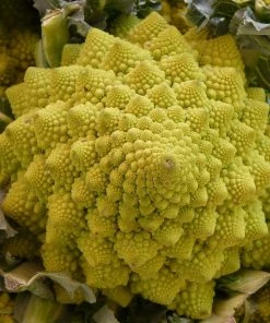 Roots Plants Brassicas & Leafy Greens 10 Organic 'Romanesco' Cauliflower Plants