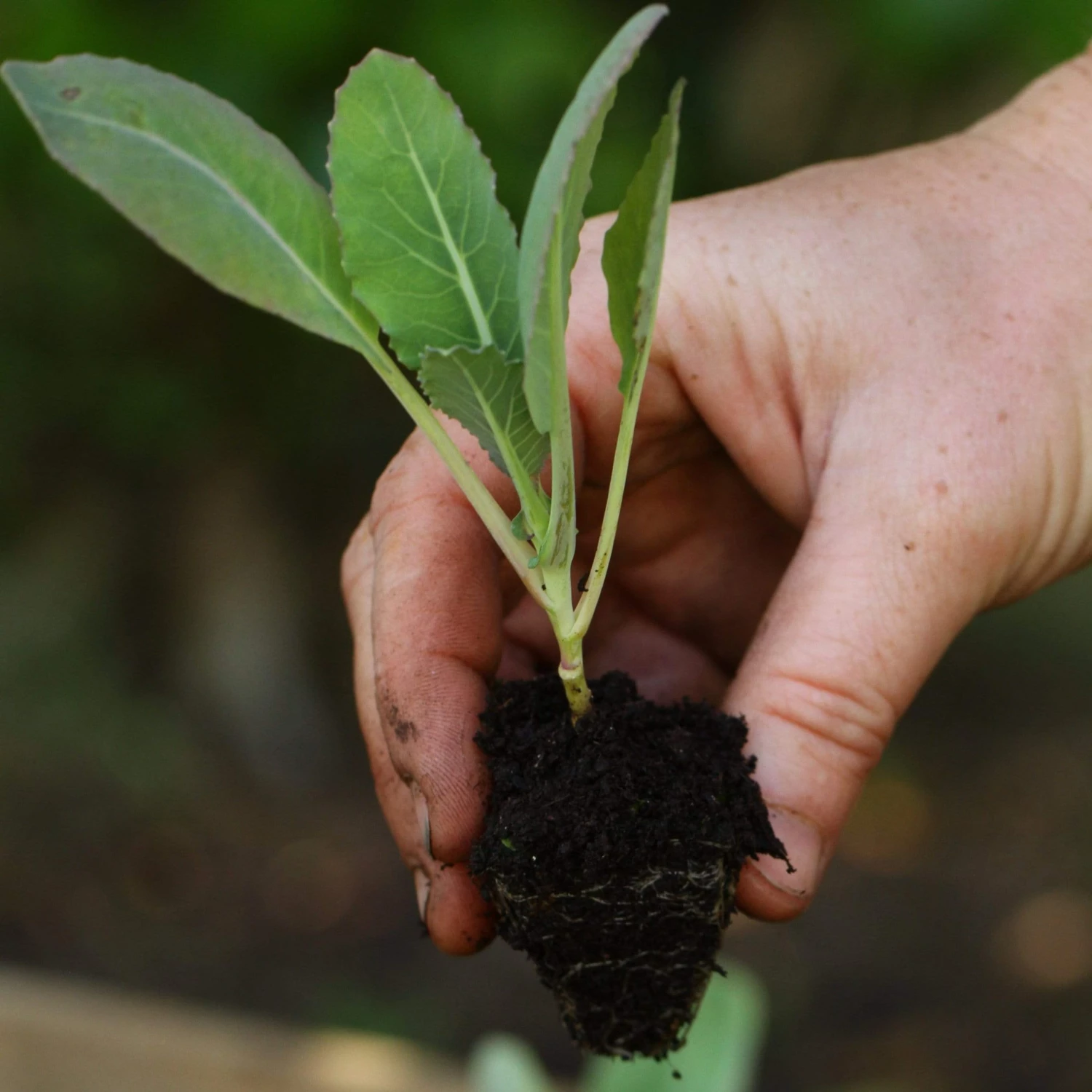Roots Plants Brassicas & Leafy Greens 10 Organic 'Romanesco' Cauliflower Plants 4 Roots Plants Brassicas & Leafy Greens 10 Organic 'Romanesco' Cauliflower Plants