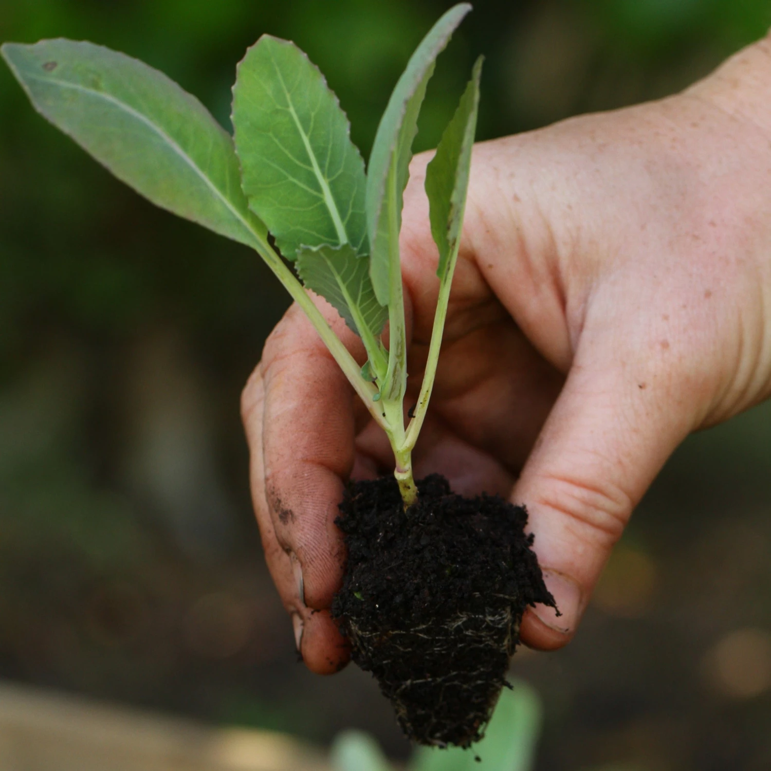 Roots Plants 58 Colourful Vegetable Plants | Eat The Rainbow All Vegetable Plants 13 Roots Plants 58 Colourful Vegetable Plants | Eat The Rainbow All Vegetable Plants