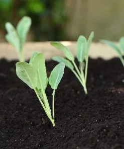 Roots Plants Brassicas & Leafy Greens 10 Organic 'Romanesco' Cauliflower Plants 8 Roots Plants Brassicas & Leafy Greens 10 Organic 'Romanesco' Cauliflower Plants