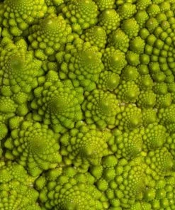 Roots Plants Brassicas & Leafy Greens 10 Organic 'Romanesco' Cauliflower Plants 9 Roots Plants Brassicas & Leafy Greens 10 Organic 'Romanesco' Cauliflower Plants