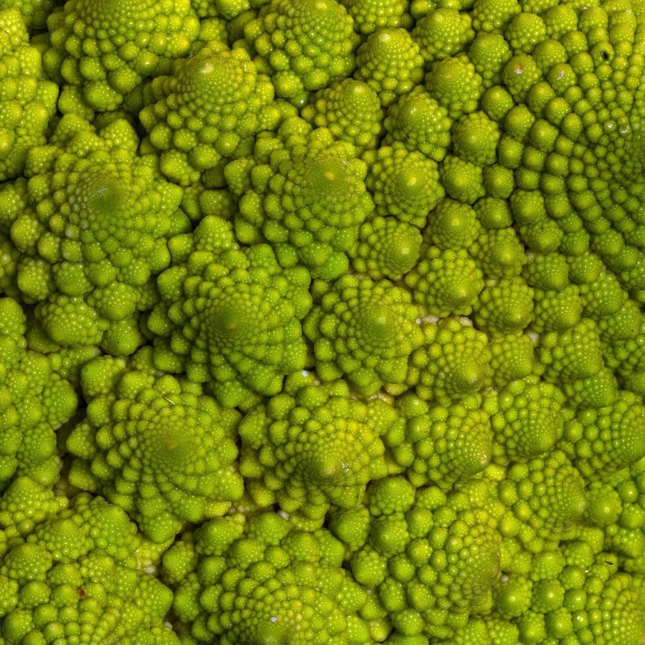 Roots Plants Brassicas & Leafy Greens 10 Organic 'Romanesco' Cauliflower Plants 6 Roots Plants Brassicas & Leafy Greens 10 Organic 'Romanesco' Cauliflower Plants