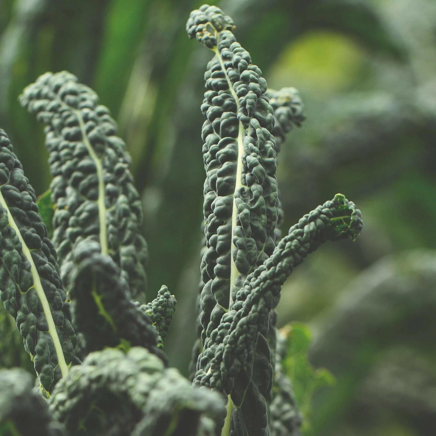 Roots Plants Brassicas & Leafy Greens 10 Organic 'Nero Di Toscana' Kale Plants 3 Roots Plants Brassicas & Leafy Greens 10 Organic 'Nero Di Toscana' Kale Plants