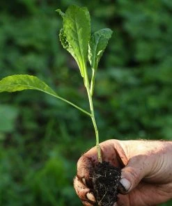 Roots Plants Brassicas & Leafy Greens 10 Organic 'Nero Di Toscana' Kale Plants