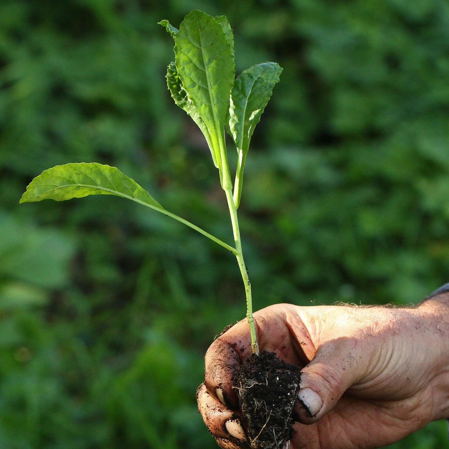 Roots Plants Brassicas & Leafy Greens 10 Organic 'Nero Di Toscana' Kale Plants 4 Roots Plants Brassicas & Leafy Greens 10 Organic 'Nero Di Toscana' Kale Plants