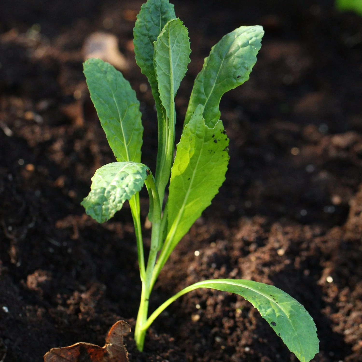 Roots Plants Brassicas & Leafy Greens 10 Organic 'Nero Di Toscana' Kale Plants 5 Roots Plants Brassicas & Leafy Greens 10 Organic 'Nero Di Toscana' Kale Plants