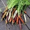 Roots Plants 10 Organic Colourful Carrot Plants Root Vegetables