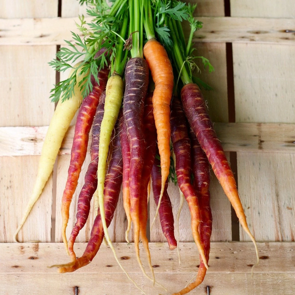 Roots Plants 58 Colourful Vegetable Plants | Eat The Rainbow All Vegetable Plants 14 Roots Plants 58 Colourful Vegetable Plants | Eat The Rainbow All Vegetable Plants