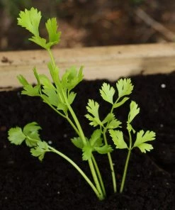 Roots Plants 10 Organic 'Green Utah' Celery Plants