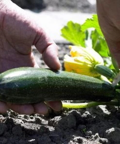 Roots Plants 3 Organic'Green Bush' Courgette Plants Courgettes