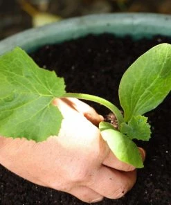 Roots Plants 3 Organic 'Green Bush' Courgette Plants Courgettes 10 Roots Plants 3 Organic 'Green Bush' Courgette Plants Courgettes