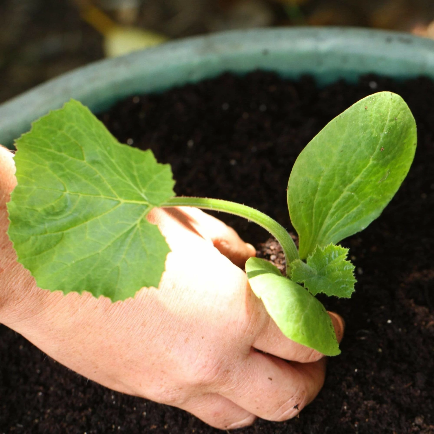 Roots Plants 3 Organic 'Green Bush' Courgette Plants Courgettes 4 Roots Plants 3 Organic 'Green Bush' Courgette Plants Courgettes