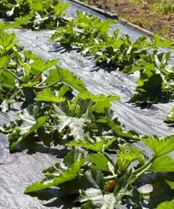 Roots Plants 3 Organic 'Green Bush' Courgette Plants Courgettes 15 Roots Plants 3 Organic 'Green Bush' Courgette Plants Courgettes