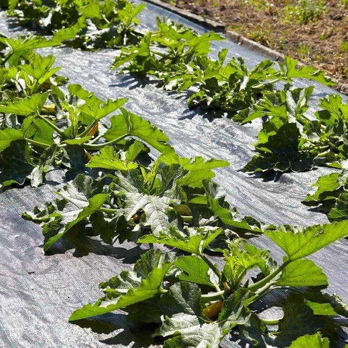 Roots Plants 3 Organic 'Green Bush' Courgette Plants Courgettes 9 Roots Plants 3 Organic 'Green Bush' Courgette Plants Courgettes