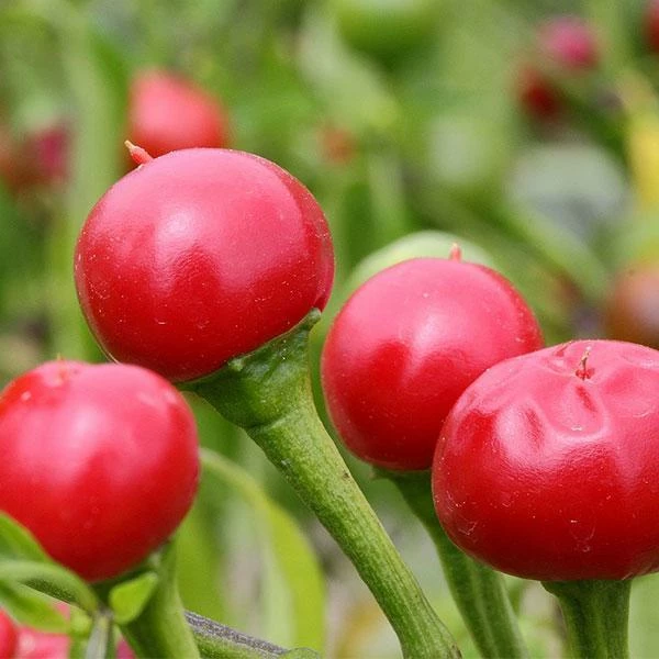 Roots Plants 3 Organic 'Cherry Bomb' Chilli Plants Chillies & Sweet Peppers 4 Roots Plants 3 Organic 'Cherry Bomb' Chilli Plants Chillies & Sweet Peppers