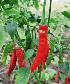 Roots Plants 3 Organic 'Cayenne Long Slim' Chilli Plants