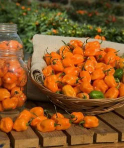 Roots Plants Chillies & Sweet Peppers 3 Organic 'Orange Habanero' Chilli Plants