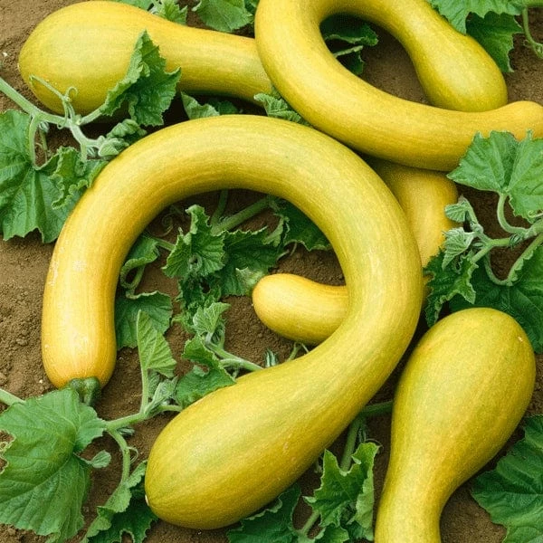 Roots Plants Courgettes 3 Organic 'Tromboncino Albenga' Courgette Plants 3 Roots Plants Courgettes 3 Organic 'Tromboncino Albenga' Courgette Plants