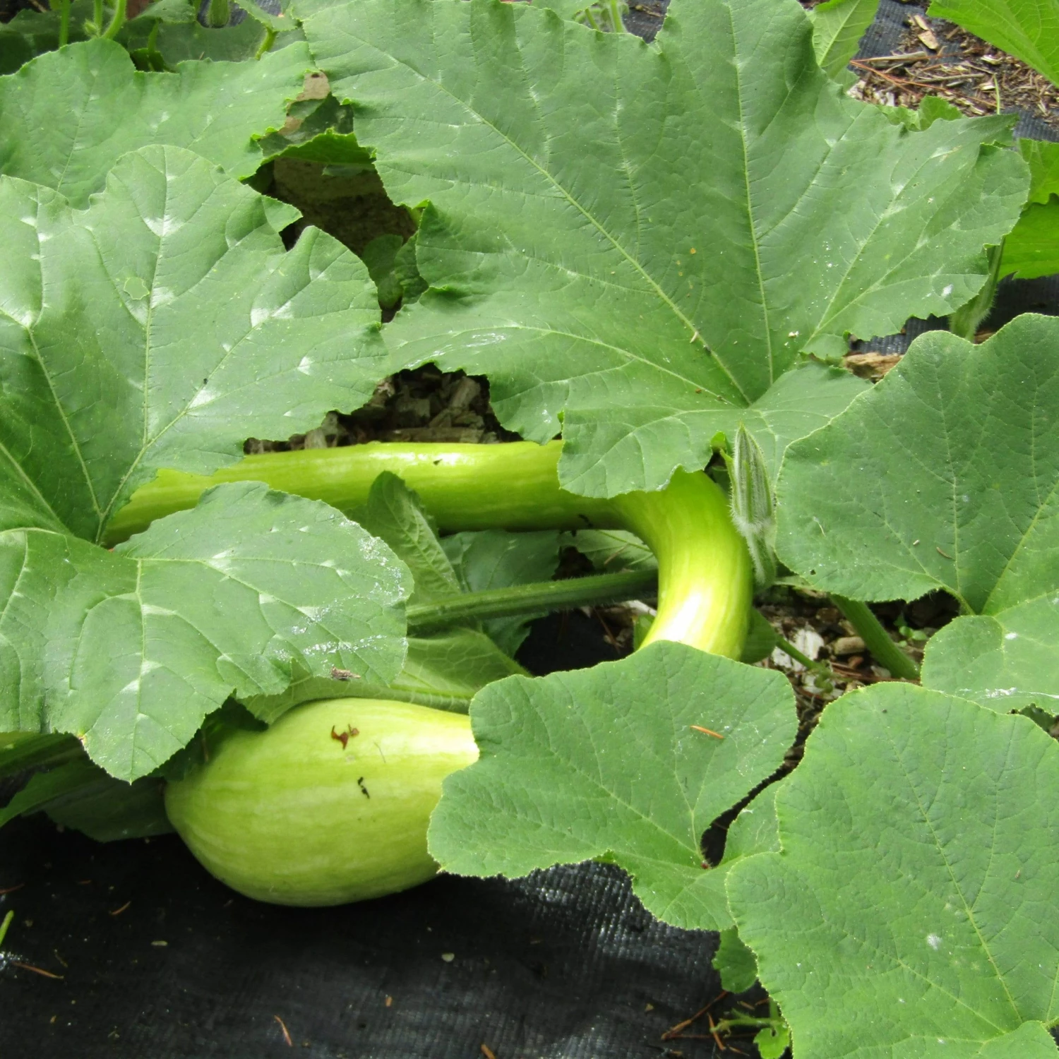 Roots Plants Courgettes 3 Organic 'Tromboncino Albenga' Courgette Plants 8 Roots Plants Courgettes 3 Organic 'Tromboncino Albenga' Courgette Plants
