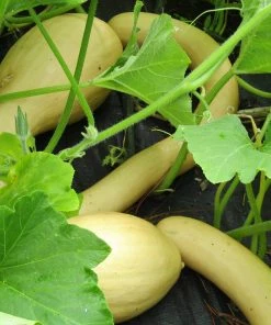 Roots Plants Courgettes 3 Organic 'Tromboncino Albenga' Courgette Plants 15 Roots Plants Courgettes 3 Organic 'Tromboncino Albenga' Courgette Plants