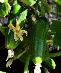 Roots Plants 3 Organic 'Marketmore' Cucumber Plants