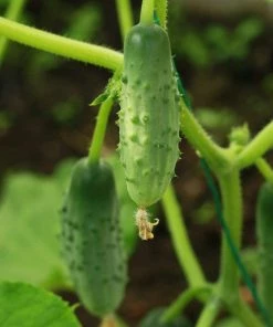 Roots Plants 3 Organic 'Marketmore' Cucumber Plants