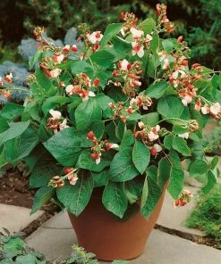 Roots Plants 15 Best Runner Bean Plants Collection | Growers Choice Peas & Beans 11 Roots Plants 15 Best Runner Bean Plants Collection | Growers Choice Peas & Beans