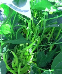 Roots Plants All Vegetable Plants 38 Easy To Grow Vegetable Plants | Ideal For Beginners