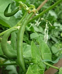 Roots Plants 10 Organic 'Tendergreen' Dwarf French Green Bean Plants 11 Roots Plants 10 Organic 'Tendergreen' Dwarf French Green Bean Plants