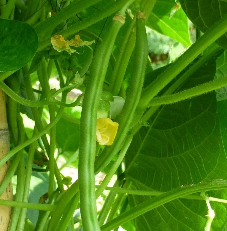 Roots Plants 20 Best French Bean Plants Collection | Growers Choice 4 Roots Plants 20 Best French Bean Plants Collection | Growers Choice
