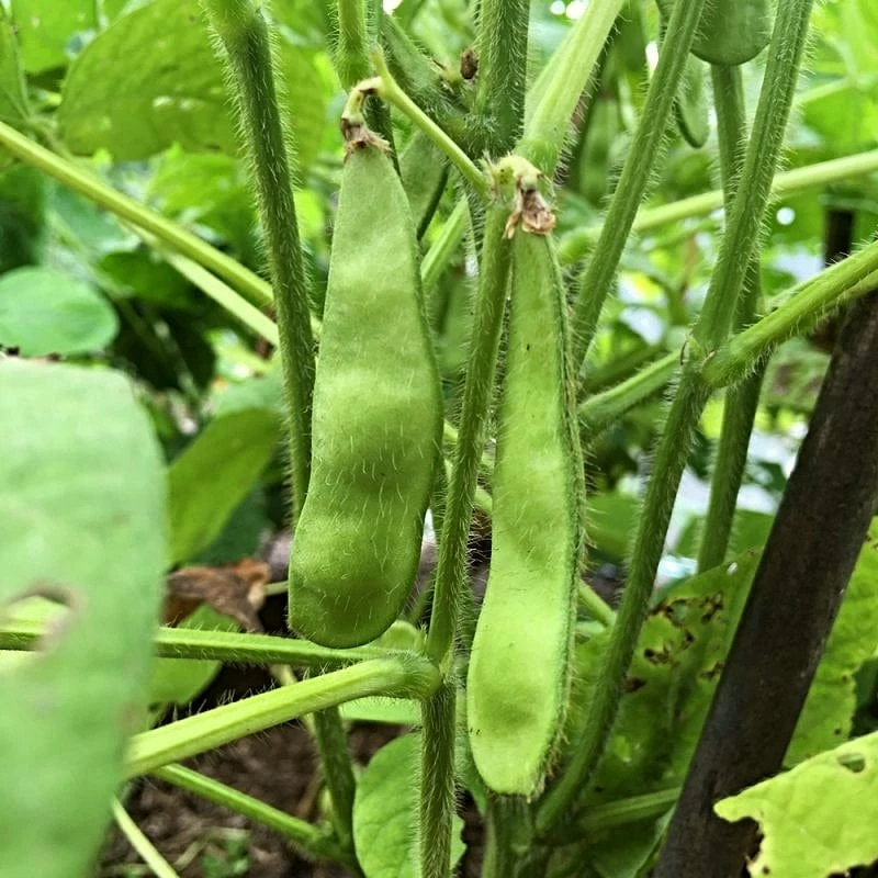 Roots Plants 10 Organic Edamame Bean Plants Peas & Beans 4 Roots Plants 10 Organic Edamame Bean Plants Peas & Beans