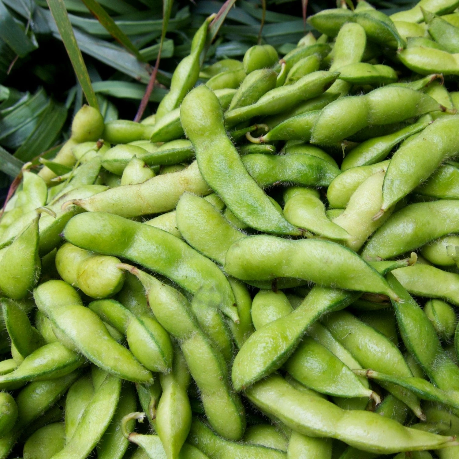Roots Plants 10 Organic Edamame Bean Plants Peas & Beans 3 Roots Plants 10 Organic Edamame Bean Plants Peas & Beans