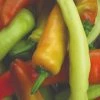 Roots Plants 3 Organic 'Hungarian Hot Wax' Chilli Plants Chillies & Sweet Peppers