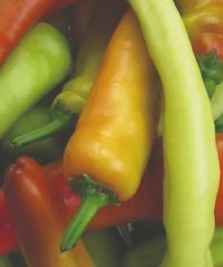 Roots Plants 3 Organic 'Hungarian Hot Wax' Chilli Plants Chillies & Sweet Peppers